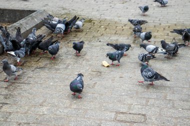 Güvercinler tahta zeminde ekmek kırıntıları yiyorlar. Piyasadaki güvercin sürüsü