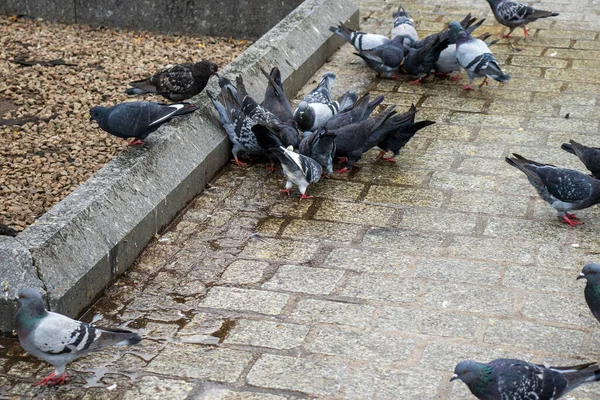 Les Pigeons Mangeant Chapelure Sur Plancher Bois Marke Flottante Troupeau — Photo