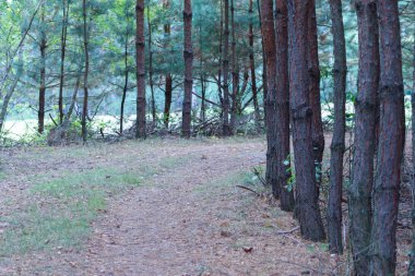 Sonbahar ormanı. Ağaç gövdesi dışarıda. Doğal çevre kavramı. Park görünümü arka planı
