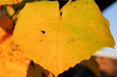 Dallarda portakal yaprakları. Portakal yaprağı. Yaprağın soyut organik dokusu.