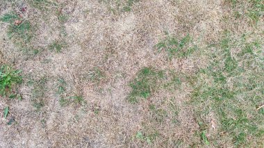 Kuruyan çimlerle çevrili. Ölü kuru otların dokusu