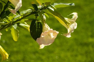 Güzel brugmansia çiçekleri. Datura zehirli bitkisi. Bahçe işleri konsepti. Çiçekli verura çiçekli yaz bahçesi.