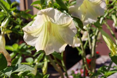 Güzel brugmansia çiçekleri. Datura zehirli bitkisi. Bahçe işleri konsepti. Çiçekli verura çiçekli yaz bahçesi.