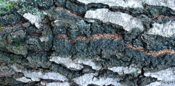 Huş Ağacı Deseni Huş Kabuğu Dokusu Doğal Arka Plan Kağıdı — Stok fotoğraf