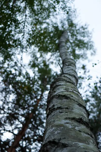 Осенний Лес Дерево Ствол Открытом Воздухе Концепция Природной Среды Вид — стоковое фото