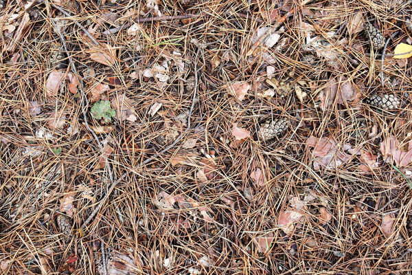 forest floor of pine needles, cones and dry barks of tree. Top view of dry forest litter in coniferous forest.