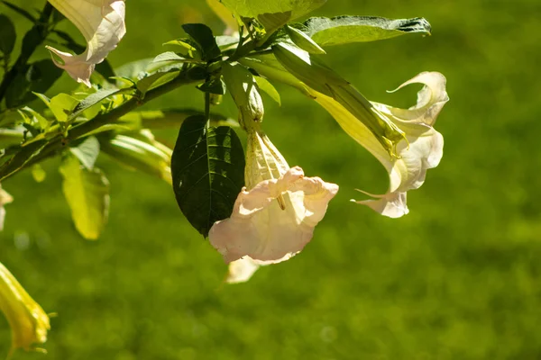 Hermosas Flores Brugmansia Planta Tóxica Datura Concepto Jardinería Jardín Verano — Foto de Stock