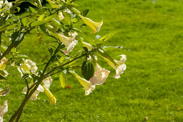 Piękne Kwiaty Brugmanzji Toksyczna Roślina Datura Koncepcja Ogrodnictwa Letni Ogród — Zdjęcie stockowe