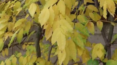 Çok renkli güzel bir sonbahar ağacı. Sonbaharda portakal yaprakları