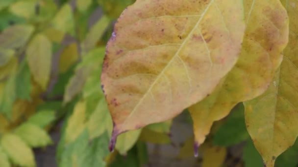 Vakkert Mangefarget Høsttre Oransje Blader Høsten – stockvideo