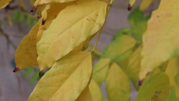 Bela Árvore Outono Multi Colorido Folhas Laranja Outono — Vídeo de Stock