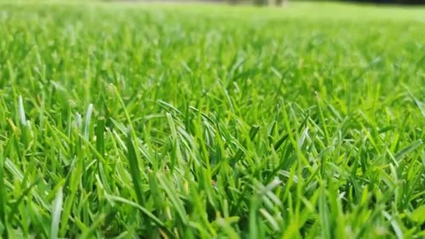 Textura Hierba Verde Hermosa Vista Del Patio Delantero Del Jardín — Vídeos de Stock