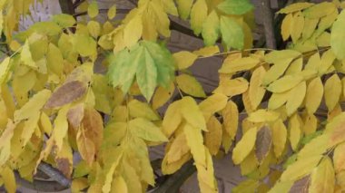 Çok renkli güzel bir sonbahar ağacı. Sonbaharda portakal yaprakları