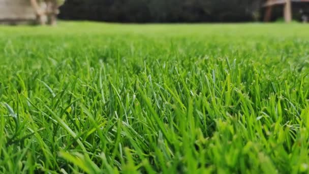 緑の草の質感 プライベートガーデンの前庭の美しい景色 緑の芝生 — ストック動画