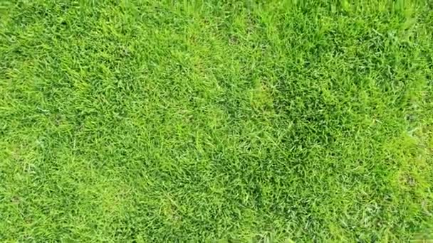 Текстура Зеленої Трави Прекрасний Вид Двір Приватного Саду Зелений Газон — стокове відео