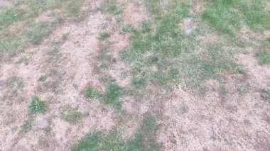 Ölü noktalı yeşil çimen. Hastalık yeşil çimlere ve kötü durumda çimlere zarar veriyor. Çim problemi