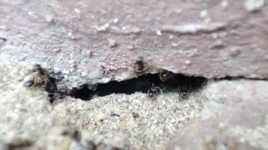 Karıncalar yerde yürüyor. Kara Karınca Tepesi 'nin yer altı yuvasında çalışan makro görüntüsünü kapatın.,