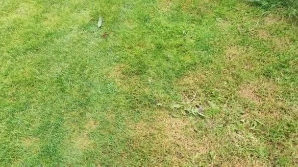 Green Lawn Dead Spot Disease Cause Amount Damage Green Lawns — Stock Video