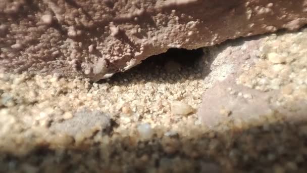 Hormigas Caminando Por Suelo Vista Cerca Macro Hormigas Negras Colina — Vídeos de Stock