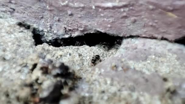 Formigas Caminhar Chão Close Macro Vista Formigas Negras Colina Trabalhando — Vídeo de Stock