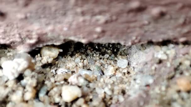 アリが地上を歩く 地上の巣で働く黒いアリの丘のマクロビューを閉じます — ストック動画