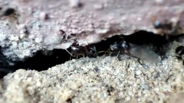 Formigas Caminhar Chão Close Macro Vista Formigas Negras Colina Trabalhando — Vídeo de Stock