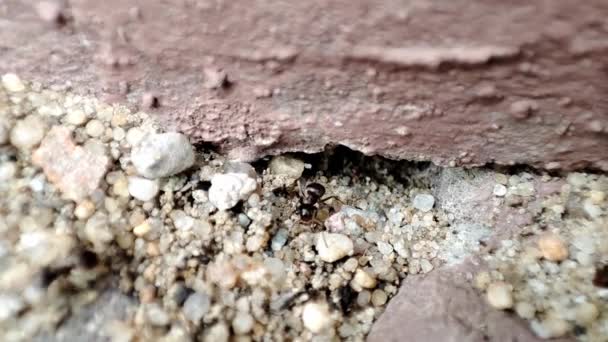 Mravenci Chodí Zemi Zavřít Makro Pohled Černý Mravenec Kopec Pracující — Stock video