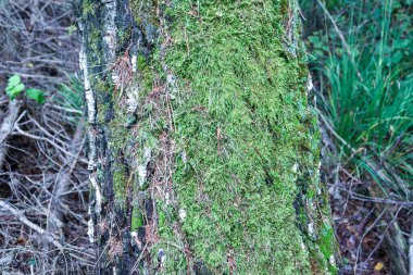 Ormanda yosun bulunan soyut, renkli bir kompozisyon. Yeşil yosun