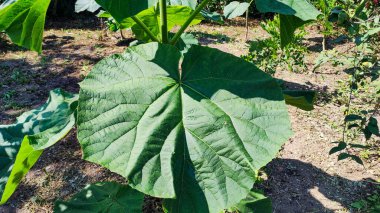 Genç paulownia ağaçları. Paulownia tomentosa. Evin yakınında büyüyen genç bitkiler.