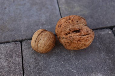 Küçük ve büyük cevizler. Farklı bir kavram. Sağlıklı yemek. .