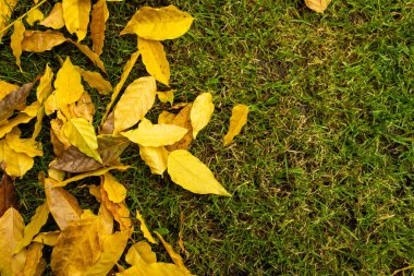 Sonbahar doğal yaprakları. Turuncu yapraklar desen. Soyut sonbahar çerçevesi. Renkli Kasım dokusu