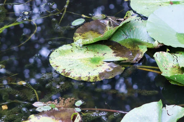 Hoge Hoek Uitzicht Lily Pads Pond Waterlelieblad Wateroppervlak Van Natuurlijke — Stockfoto