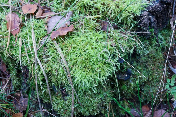 森林中的苔藓 色彩艳丽 — 图库照片