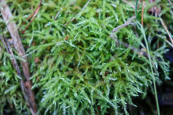 森林中的苔藓 色彩艳丽 — 图库照片