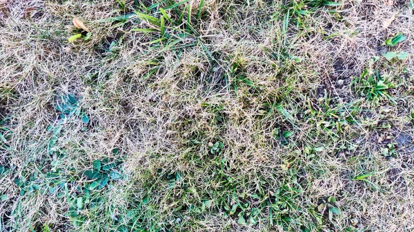 Газон Помираючою Травою Текстура Мертвої Сухої Трави — стокове фото