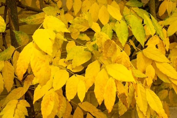 Φθινόπωρο Φυσικό Φύλλα Φόντο Πορτοκαλί Φύλλα Μοτίβο Αφηρημένο Πλαίσιο Φθινόπωρο — Φωτογραφία Αρχείου