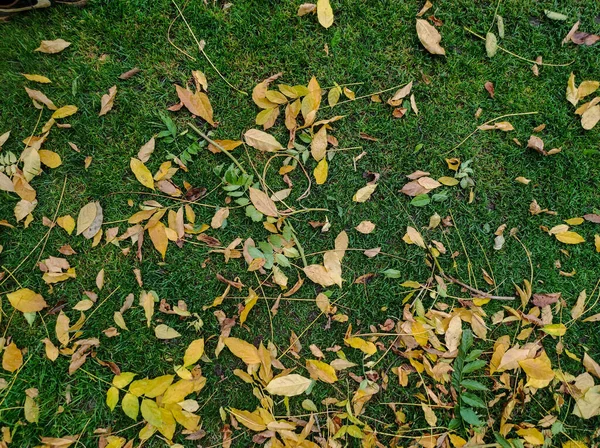 Jesień Naturalne Liście Tła Pomarańczowe Liście Streszczenie Jesiennej Ramki Kolorowa — Zdjęcie stockowe