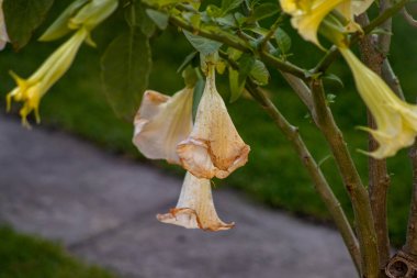 Güzel brugmansia çiçekleri. Datura zehirli bitkisi. Bahçe işleri konsepti. Çiçekli verurası olan yaz bahçesi.