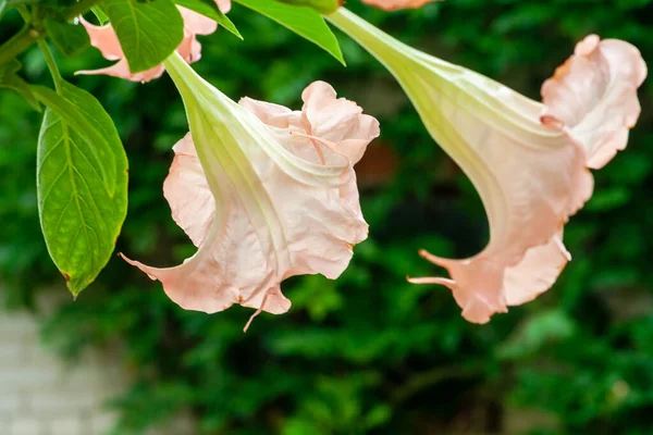 Lindas Flores Brugmansia Planta Tóxica Datura Conceito Jardinagem Jardim Verão — Fotografia de Stock