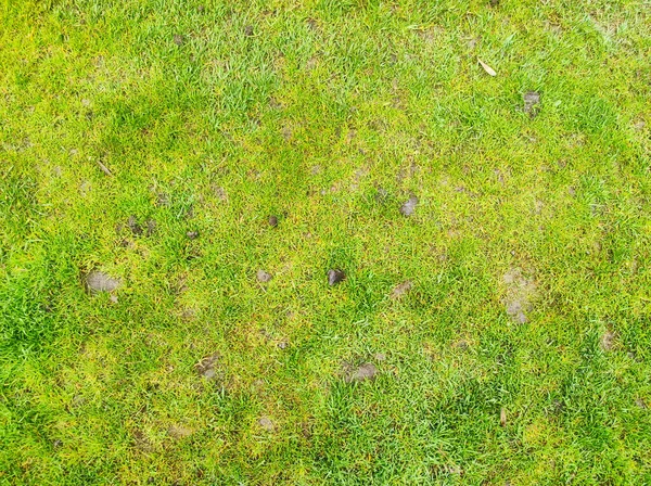 Природа Зеленої Текстури Фону Зовнішній Луговий Візерунок Весняна Поверхня Трави — стокове фото