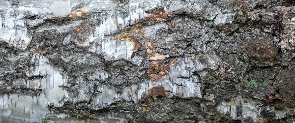 桦树树皮的纹理 白桦树纹理的全景照片 Birch图案横幅 — 图库照片