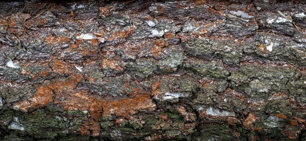Ağaç Kabuğunun Dokusu Huş Ağacının Dokusunun Panoramik Fotoğrafı Birch Desenli — Stok fotoğraf