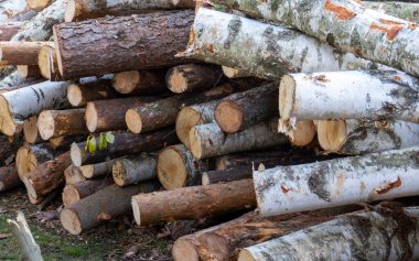 Ormandaki ağaçları gördüm. Ağaç gövdeleri yığılır, kereste orman orman sanayisi. Pahalı ahşap fiyatları