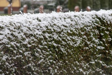 İlk kar kaplı bitkiler. Karlı bir gün. Kış başlasın.