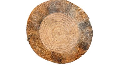 Çam ağacının gövdesinin kesiti. Ağaç gövdesi arka planda izole edildi