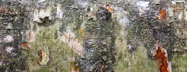 Textura Natural Listrada Preto Branca Rachada Padrão Banner Madeira Textura — Fotografia de Stock