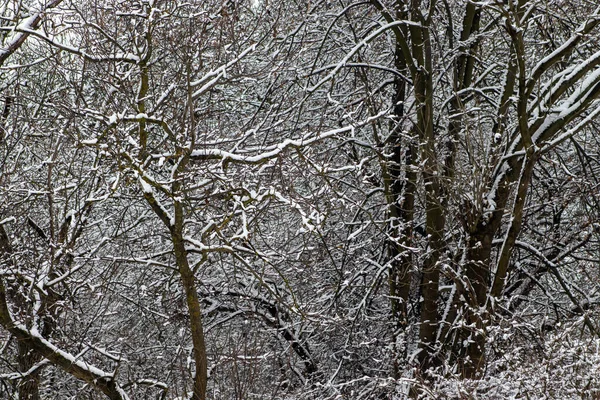 stock image White snow covered tree branches. First snow concept. Winter outdoor in forest landscape