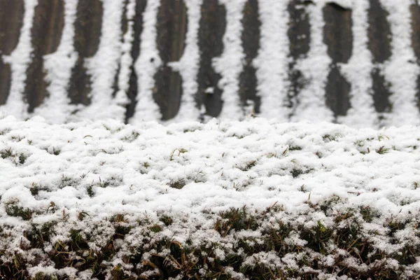 První Zasněžené Rostliny Sněhový Den Začátek Zimy — Stock fotografie
