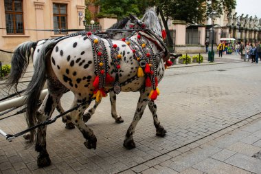 Krakow, Polonya, 1 Ekim 2022: Eski kasaba meydanında geleneksel at arabası.