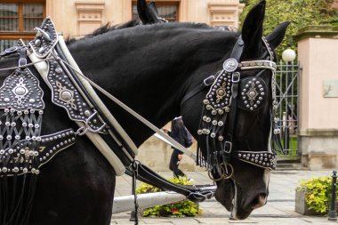 Şehirde siyah at kafası portresi. Binici at.